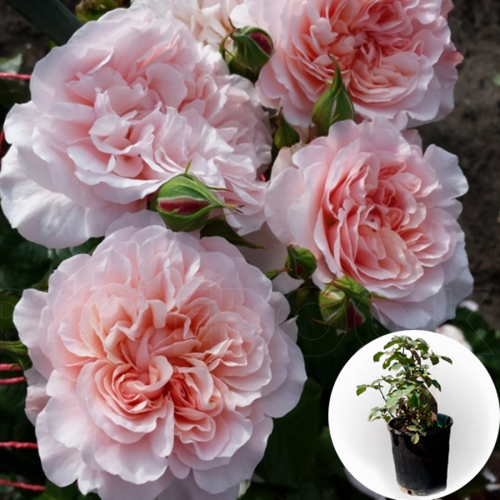 Троянда в горщику Rose de Tolbiac 5 л • купити Троянда в горщику